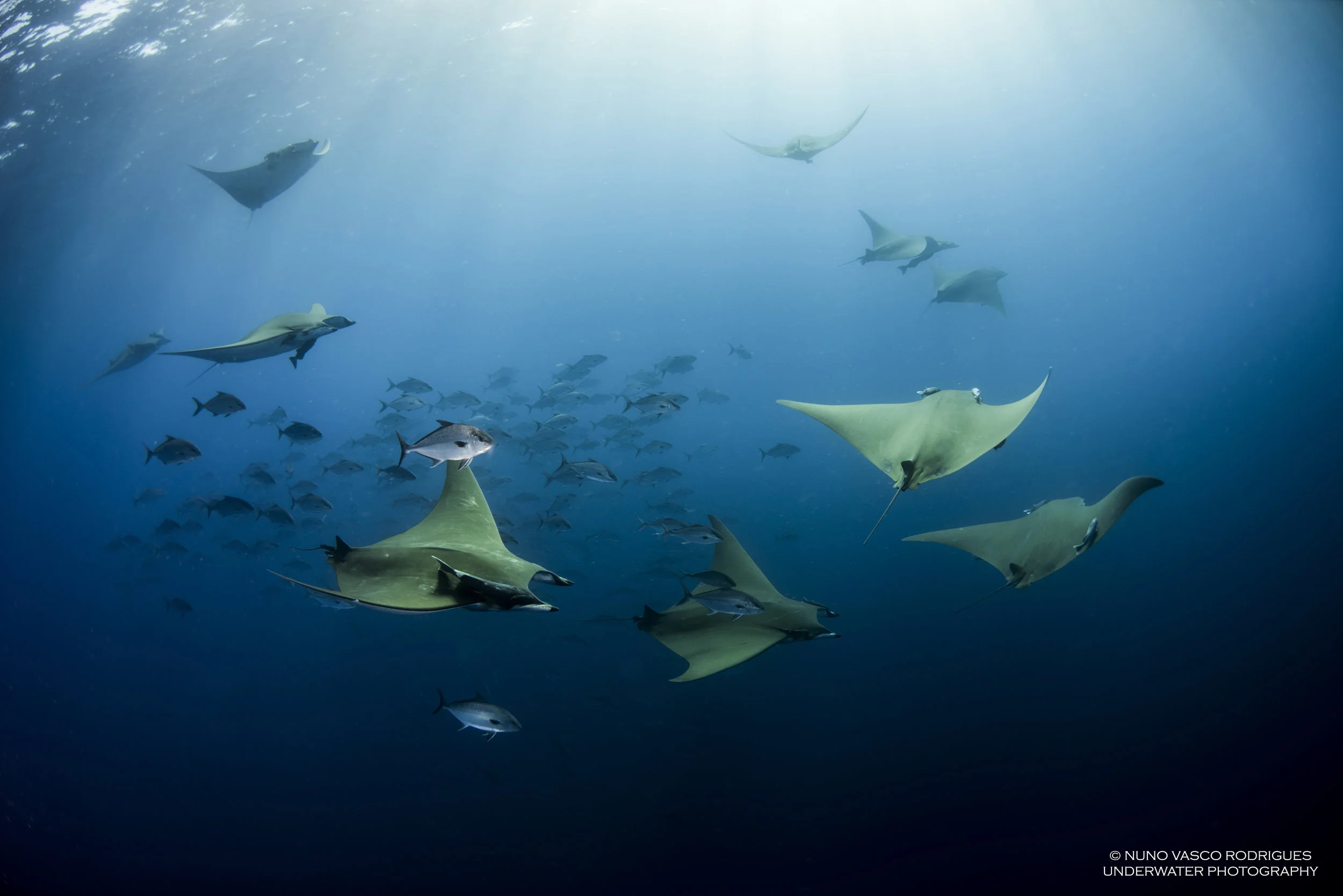 Manta Catalog | Affiliate Project — Manta Trust